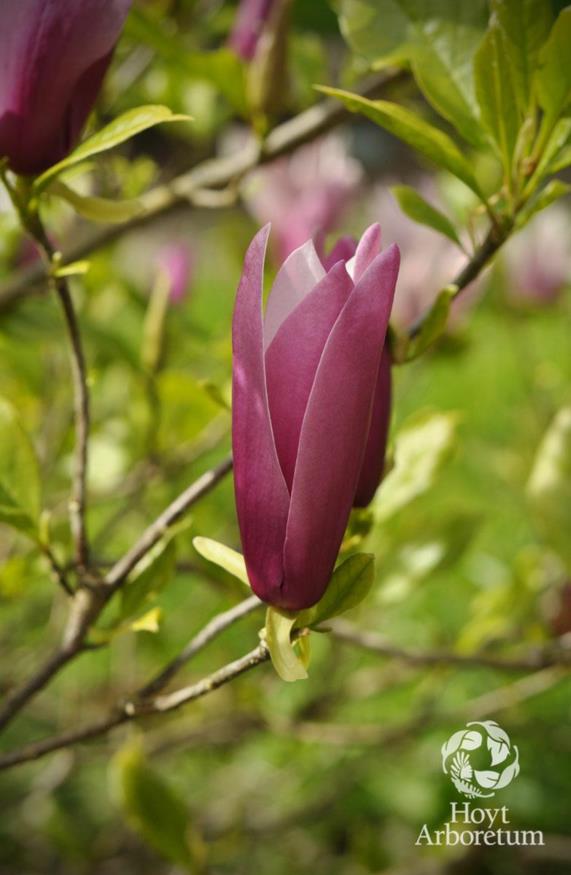 Magnolia liliiflora 'Nigra' | Hoyt Arboretum, Portland, Oregon, USA