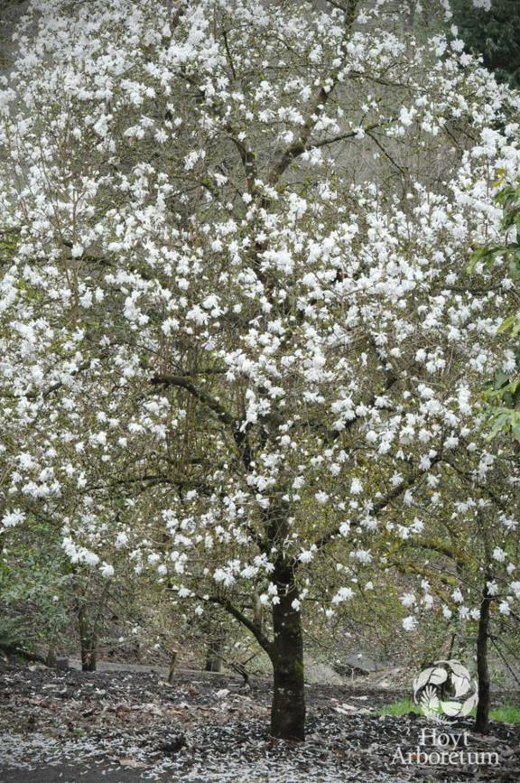 Magnolia × loebneri 'Ballerina'
