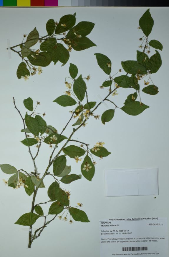 Photinia villosa - Oriental Photinia