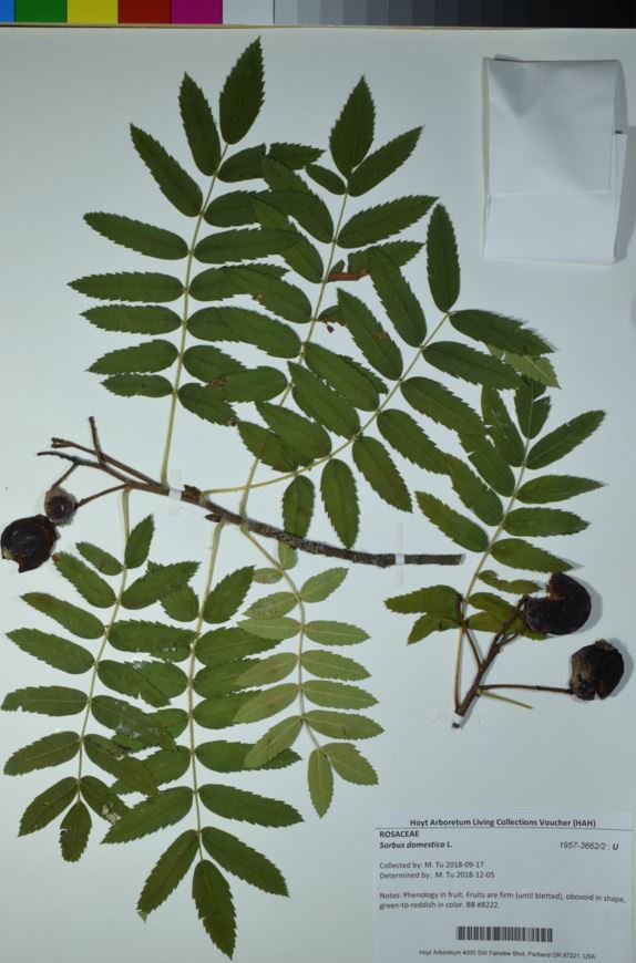 Sorbus domestica - servicetree