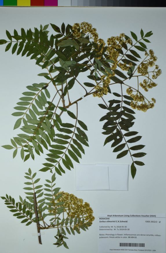 Sorbus vilmorinii - Vilmorin Mtn. Ash