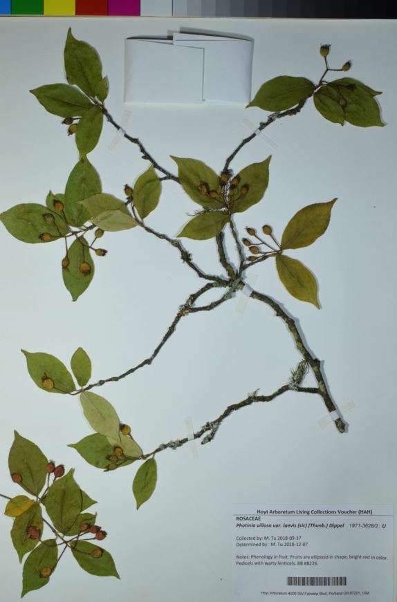 Photinia villosa var. laevis - Smooth Oriental Photinia