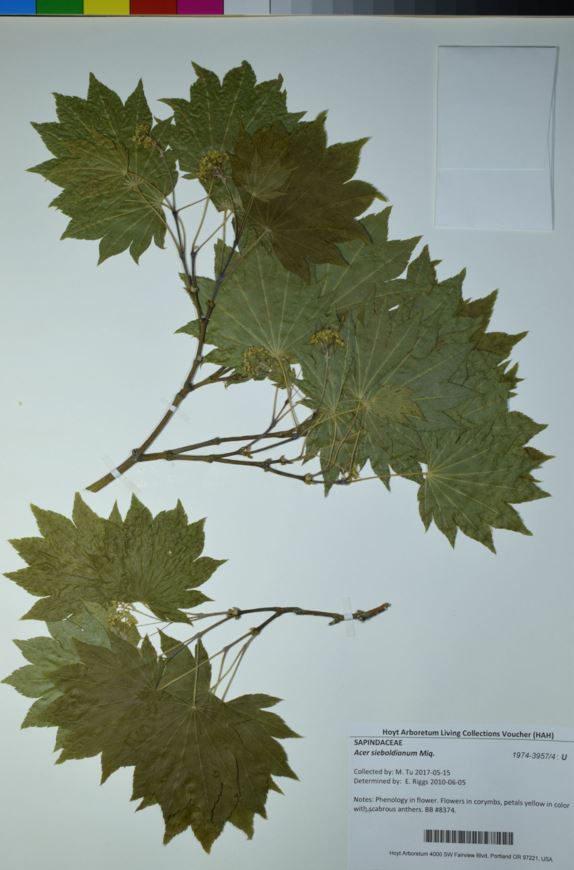 Acer sieboldianum - Siebold Maple