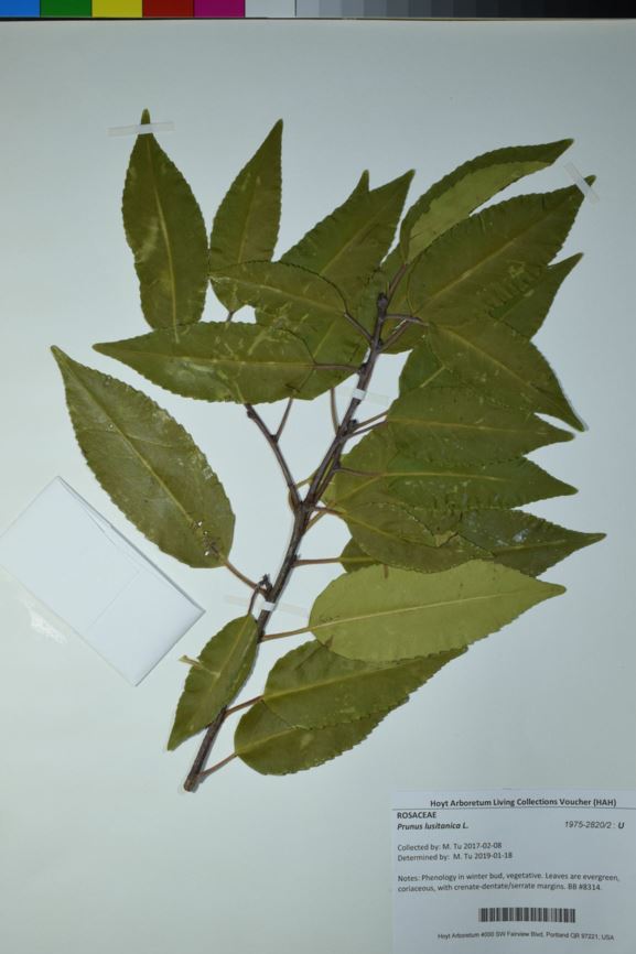 Prunus lusitanica - Portuguese laurel cherry, Portuguese laurel cherry, Portugal laurel