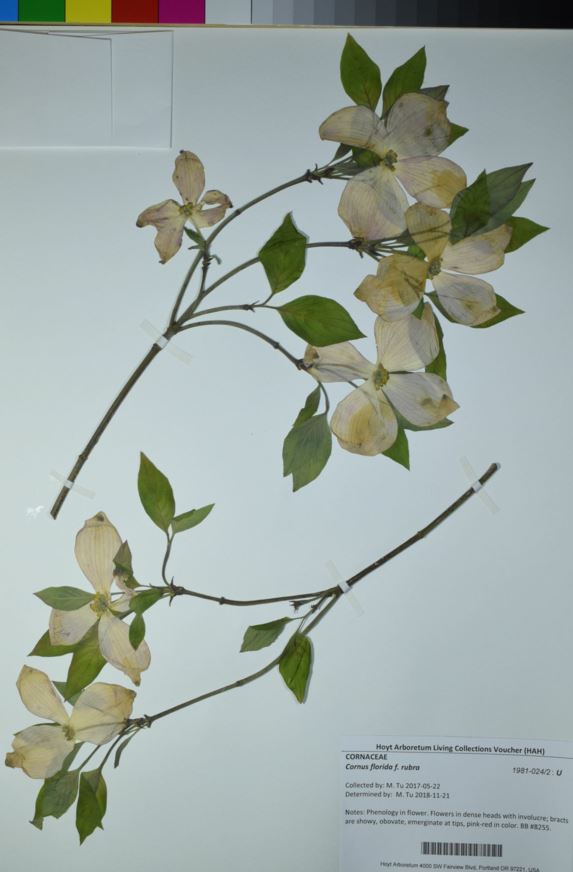 Cornus florida f. rubra - Pink Flowering Dogwood