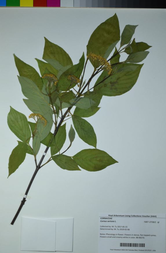 Cornus sericea - redosier, redosier dogwood