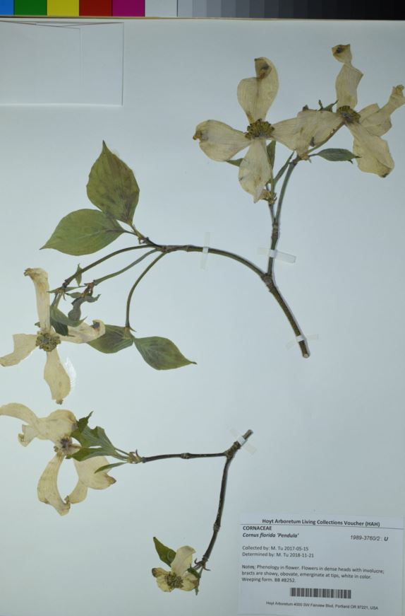 Cornus florida 'Pendula'