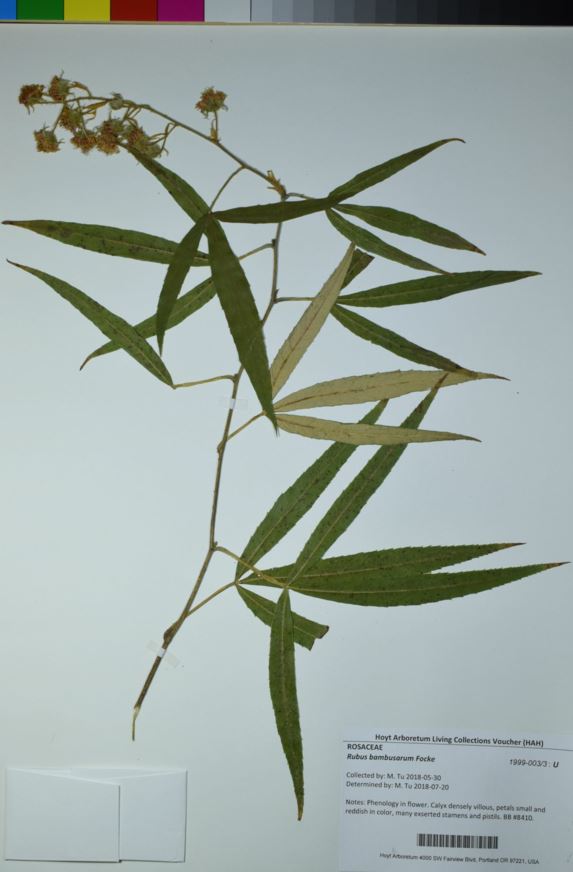 Rubus bambusarum Bambooleaved Raspberry Hoyt Arboretum, Portland