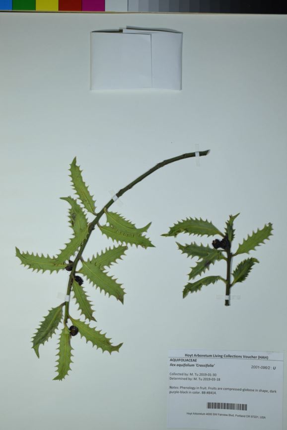 Ilex aquifolium 'Crassifolia'