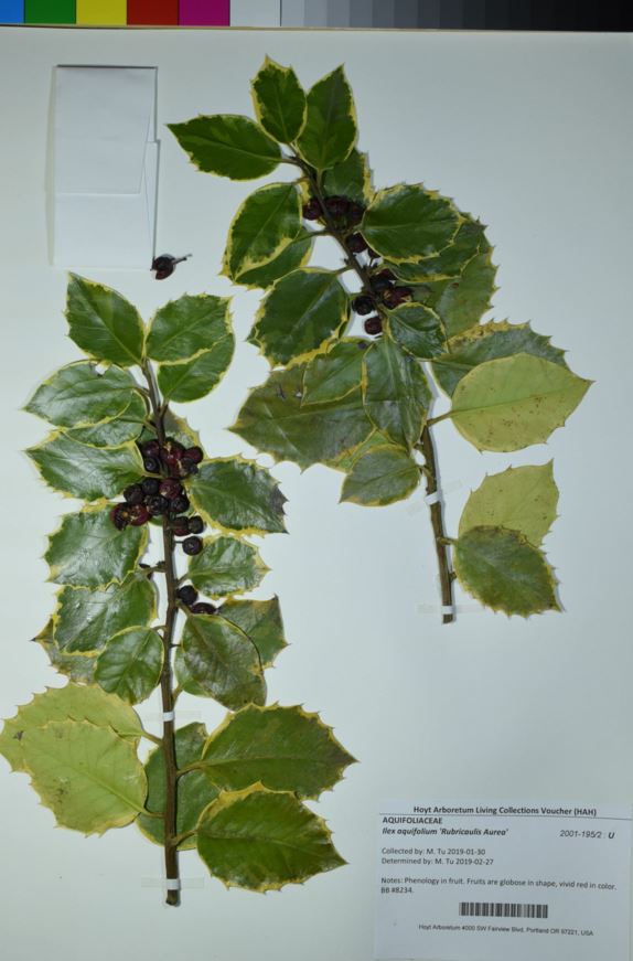 Ilex aquifolium 'Rubricaulis Aurea'
