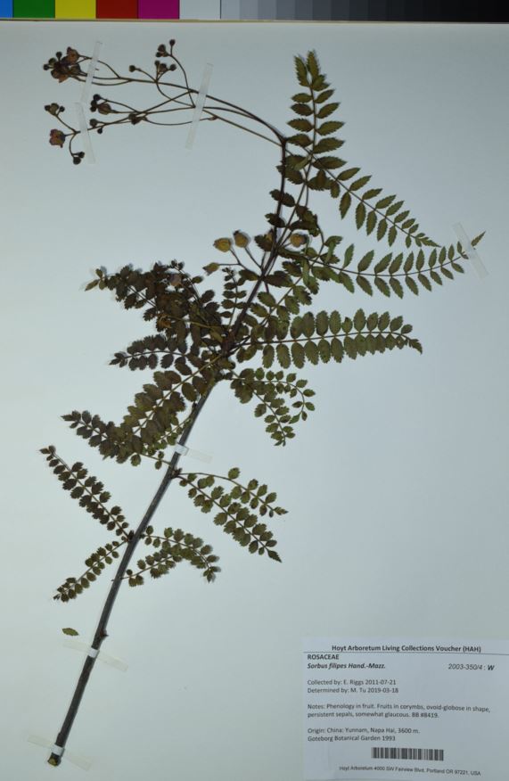 Sorbus filipes