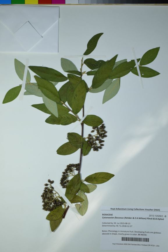 Cotoneaster floccosus