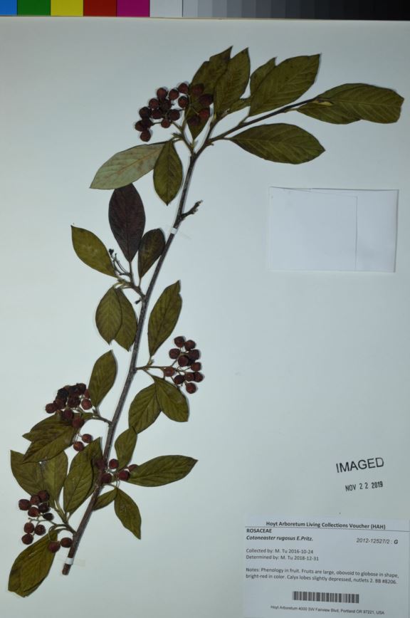 Cotoneaster rugosus