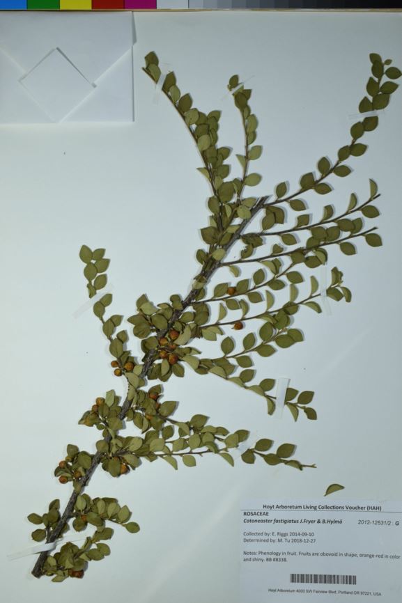 Cotoneaster fastigiatus