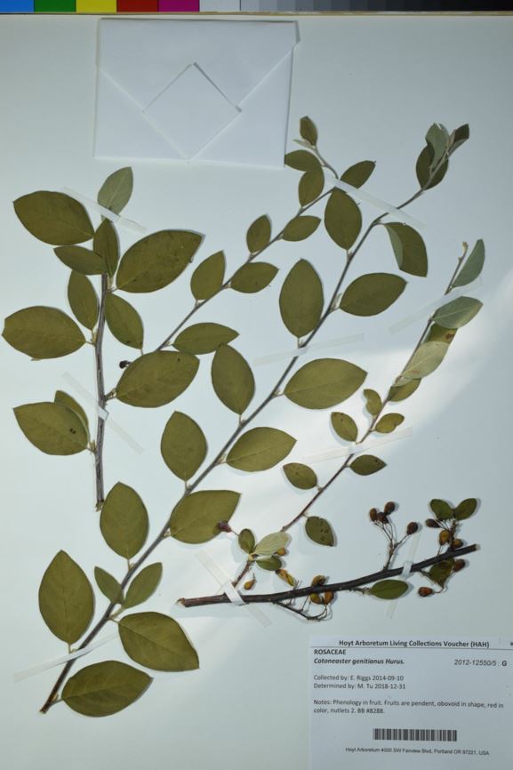 Cotoneaster genitianus