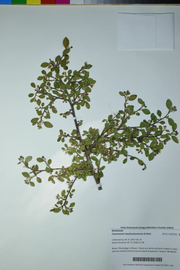 Cotoneaster kweitschoviensis