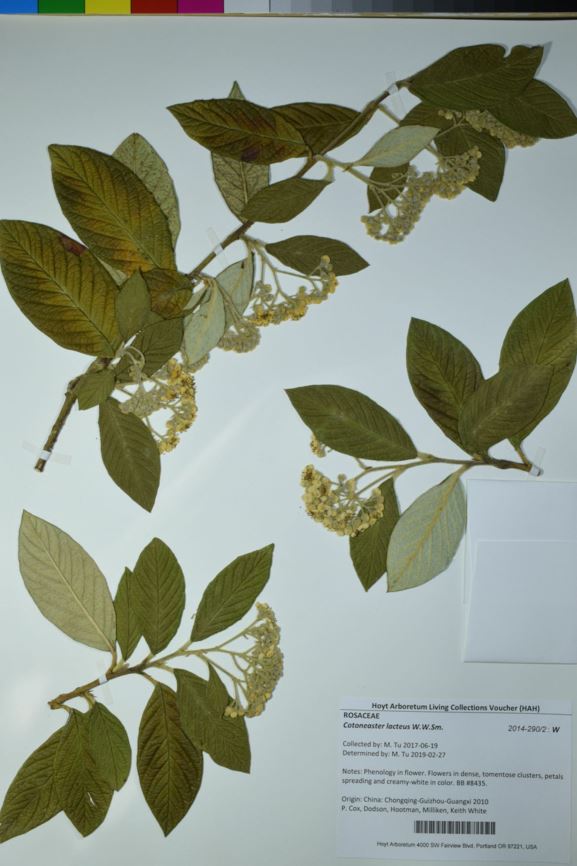 Cotoneaster lacteus - milkflower cotoneaster, Parney cotoneaster, late cotoneaster