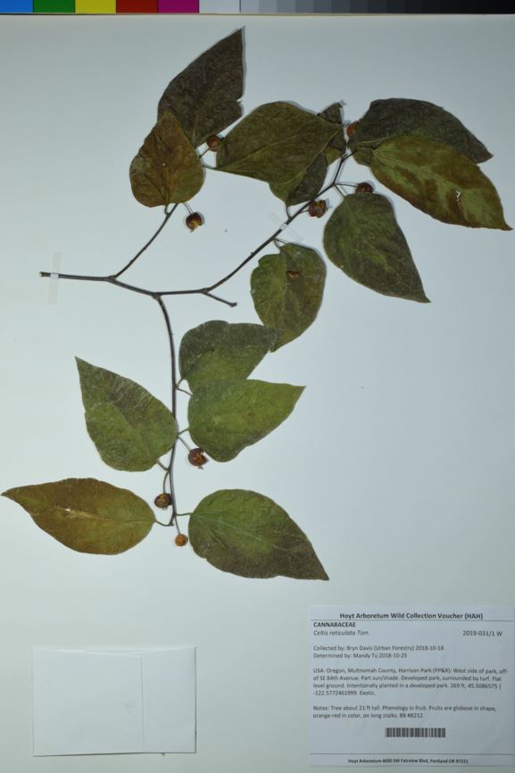 Celtis reticulata - netleaf hackberry, palo blanco