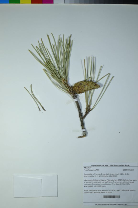 Pinus halepensis - Aleppo pine