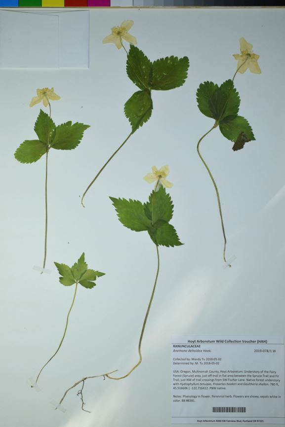 Anemone deltoidea - Columbia windflower