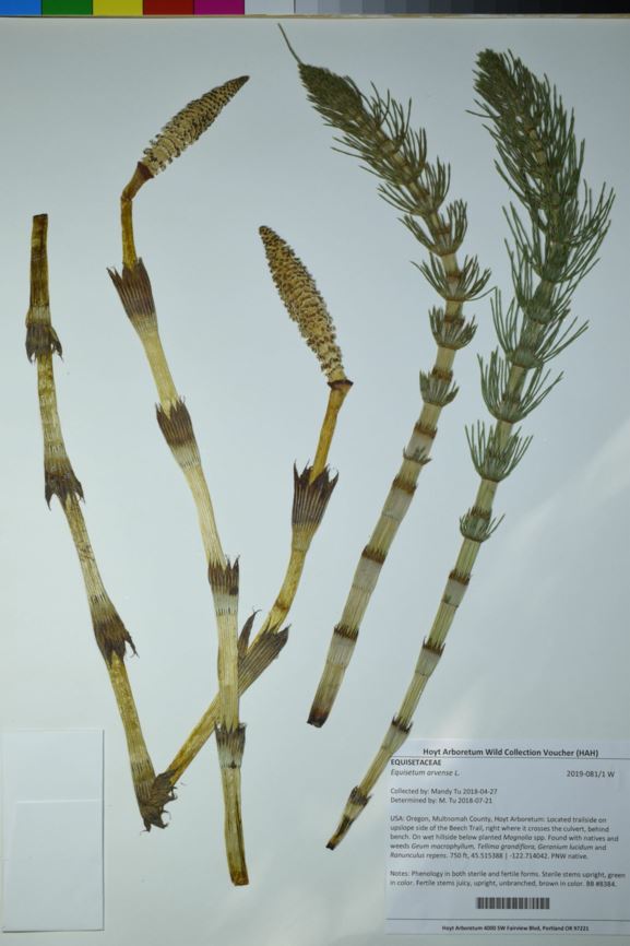 Equisetum arvense - common horsetail, field horsetail, scouringrush, western horsetail