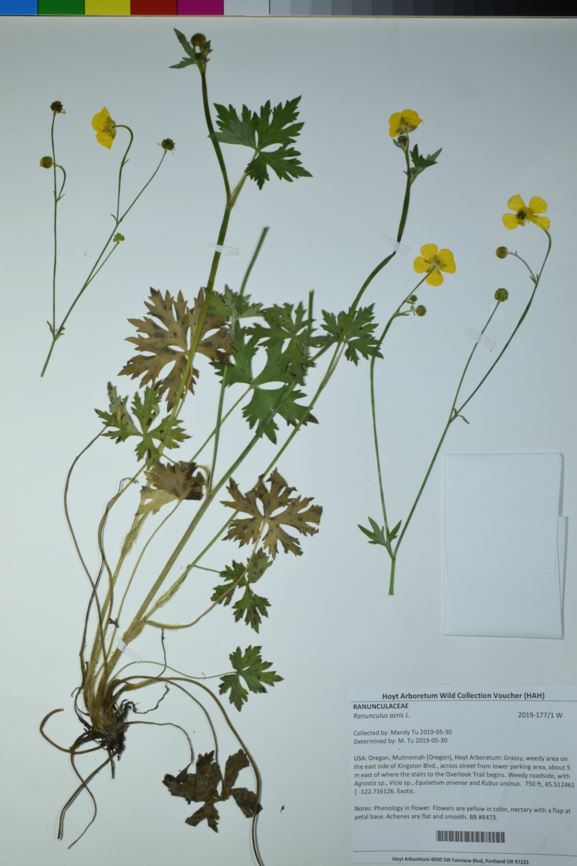 Ranunculus acris - meadow buttercup, tall buttercup
