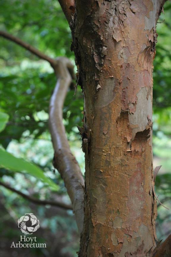Stewartia monadelpha - Tall Stewartia, Orangebark Stewartia
