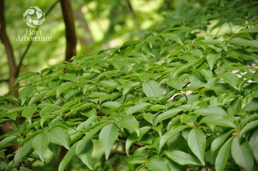 Stewartia Monadelpha - Tall Stewartia, Orangebark Stewartia 