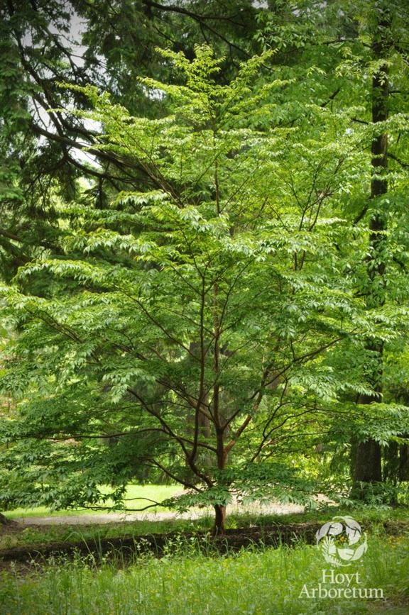 Stewartia monadelpha - Tall Stewartia, Orangebark Stewartia | Hoyt ...