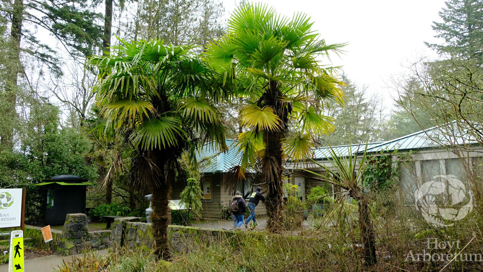 Trachycarpus fortunei - Windmill Palm