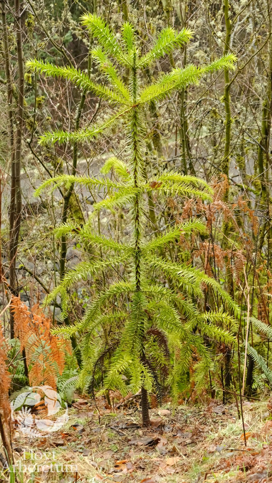 Araucaria angustifolia - Parana pine