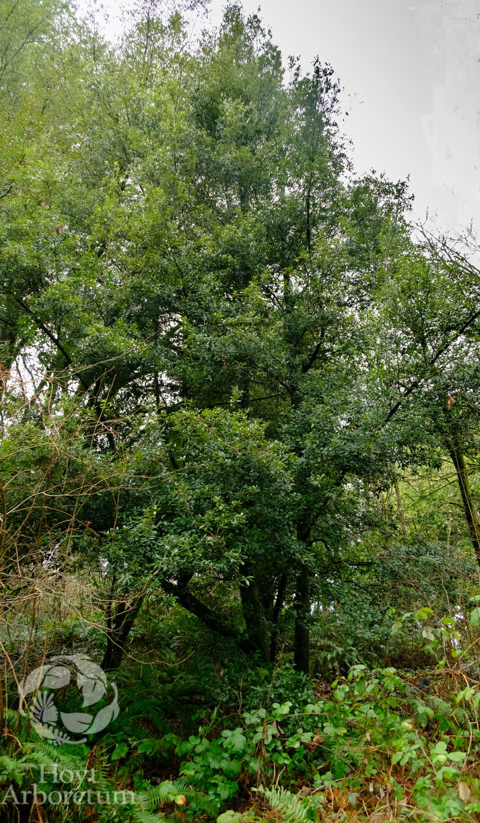 Quercus ilex - holly oak