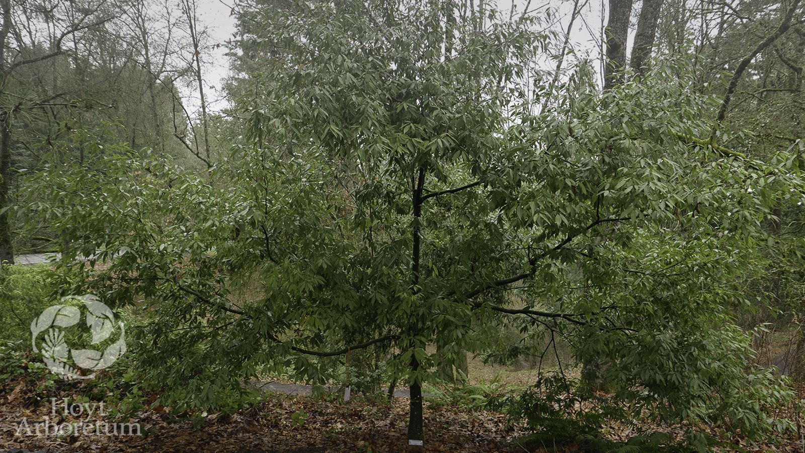 Quercus myrsinifolia - Chinese evergreen oak, bamboo-leaf oak