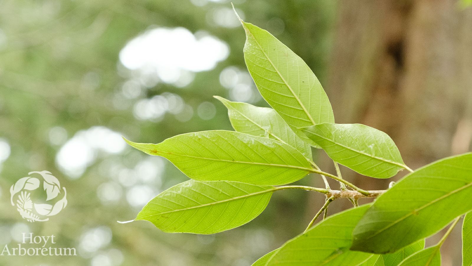 Quercus acuta - Japanese Evergreen Oak | Hoyt Arboretum, Portland