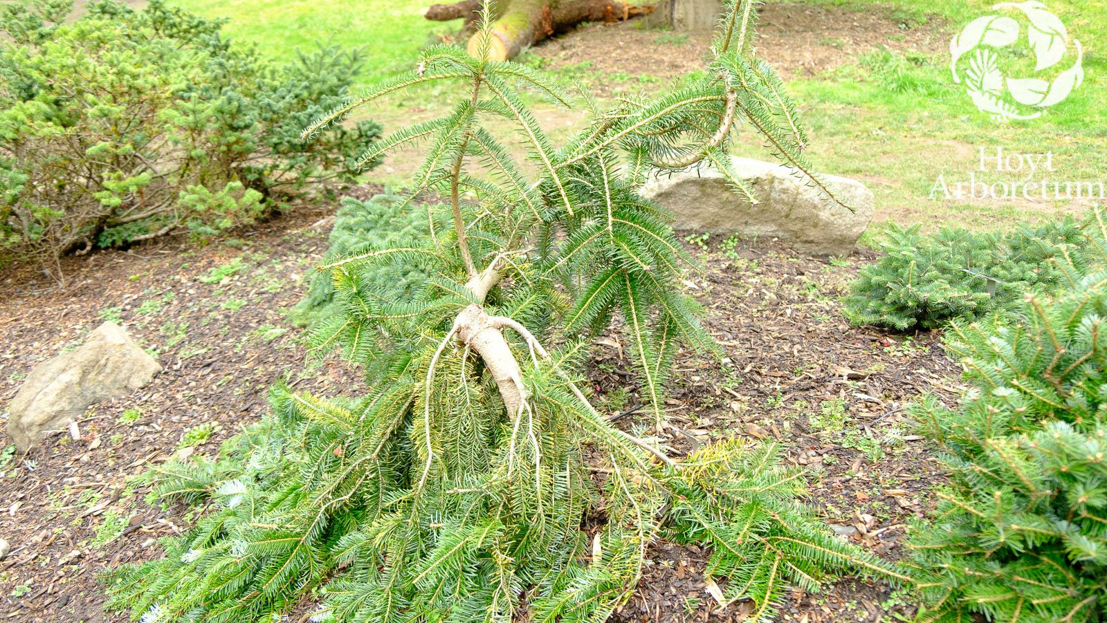 Abies alba 'Pendula' - weeping European silver fir