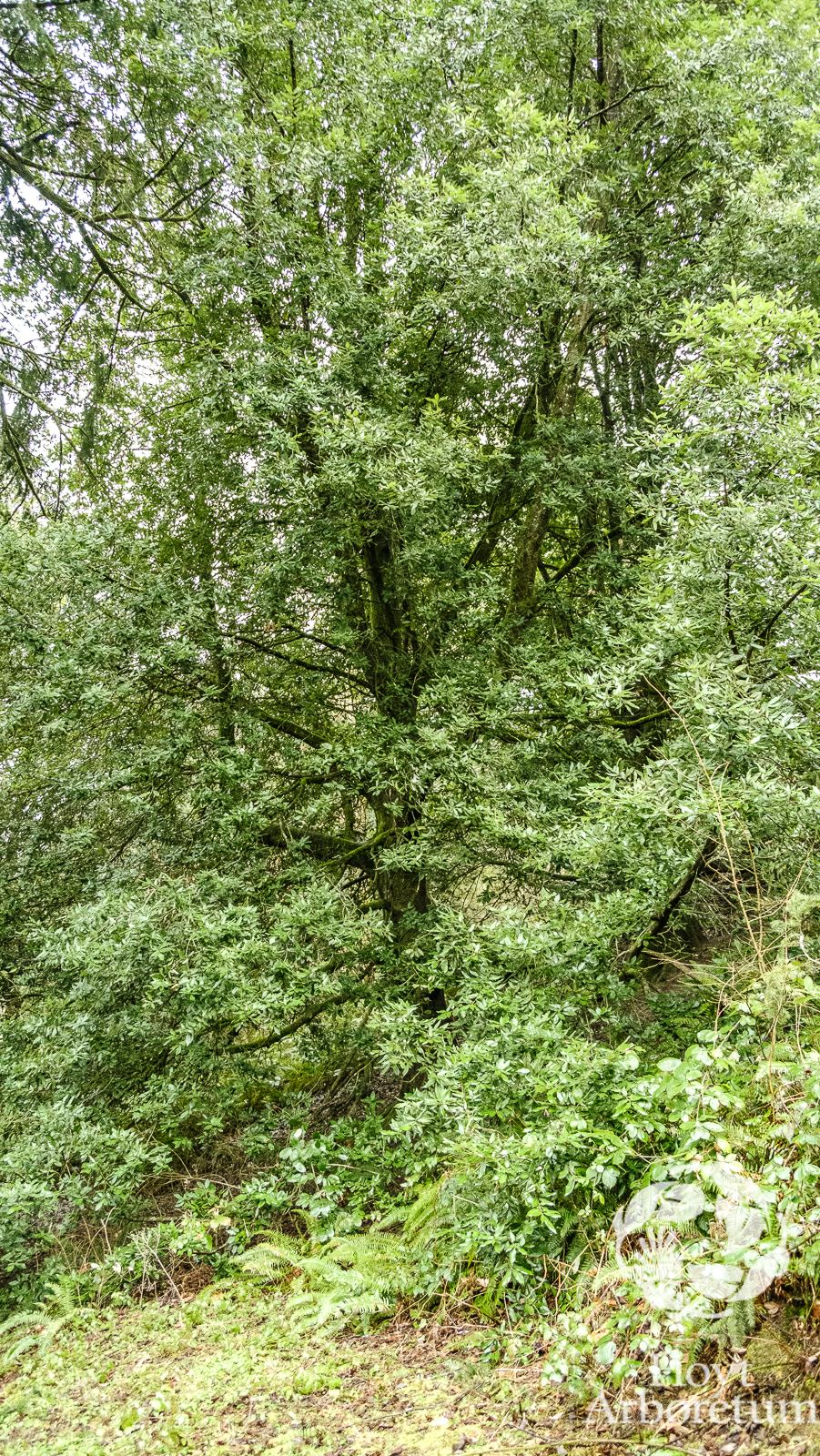Notholithocarpus densiflorus - Tanbark Oak, tanoak, tanoak, tanoak