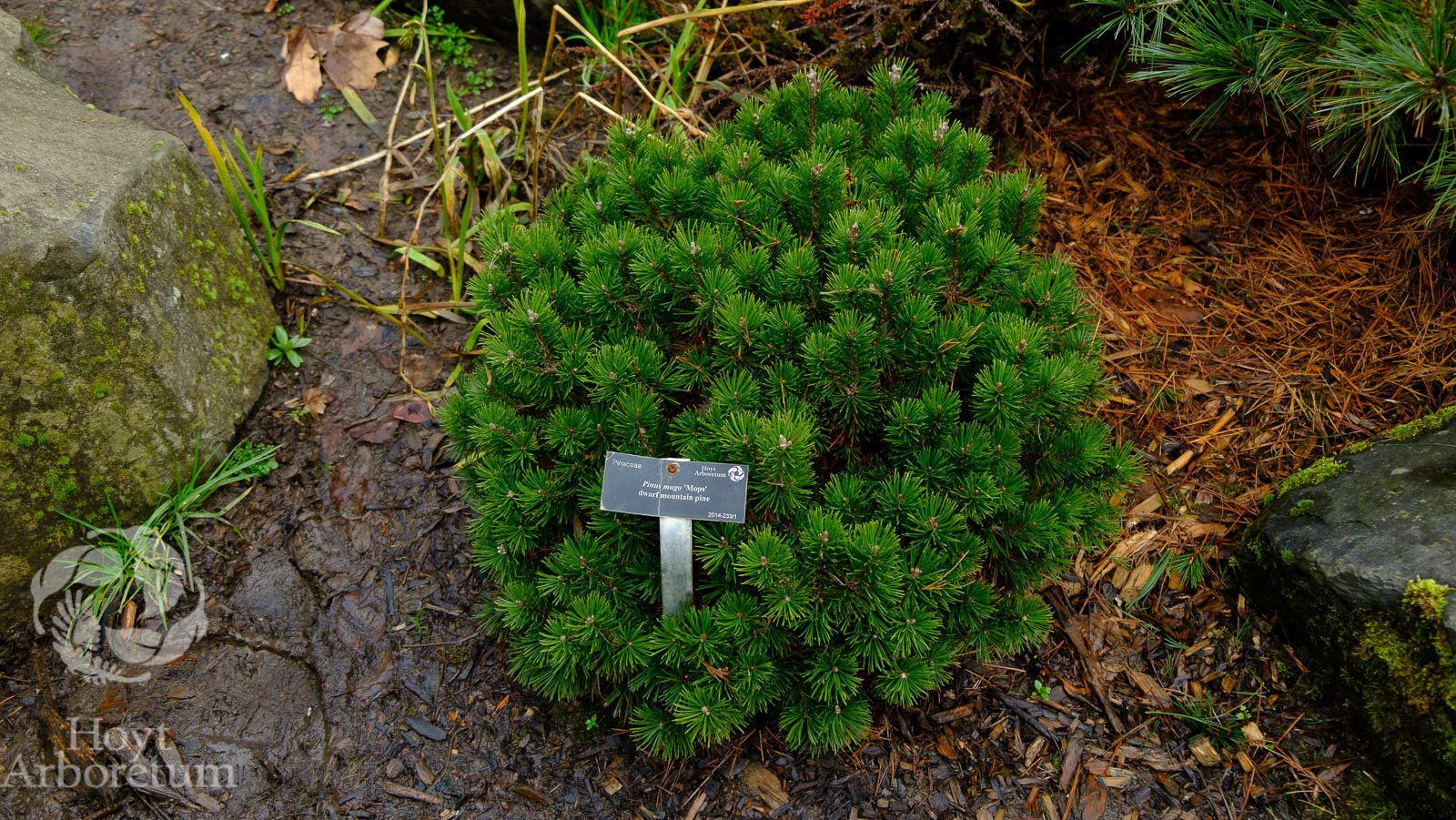 Pinus mugo 'Mops' - dwarf mountain pine