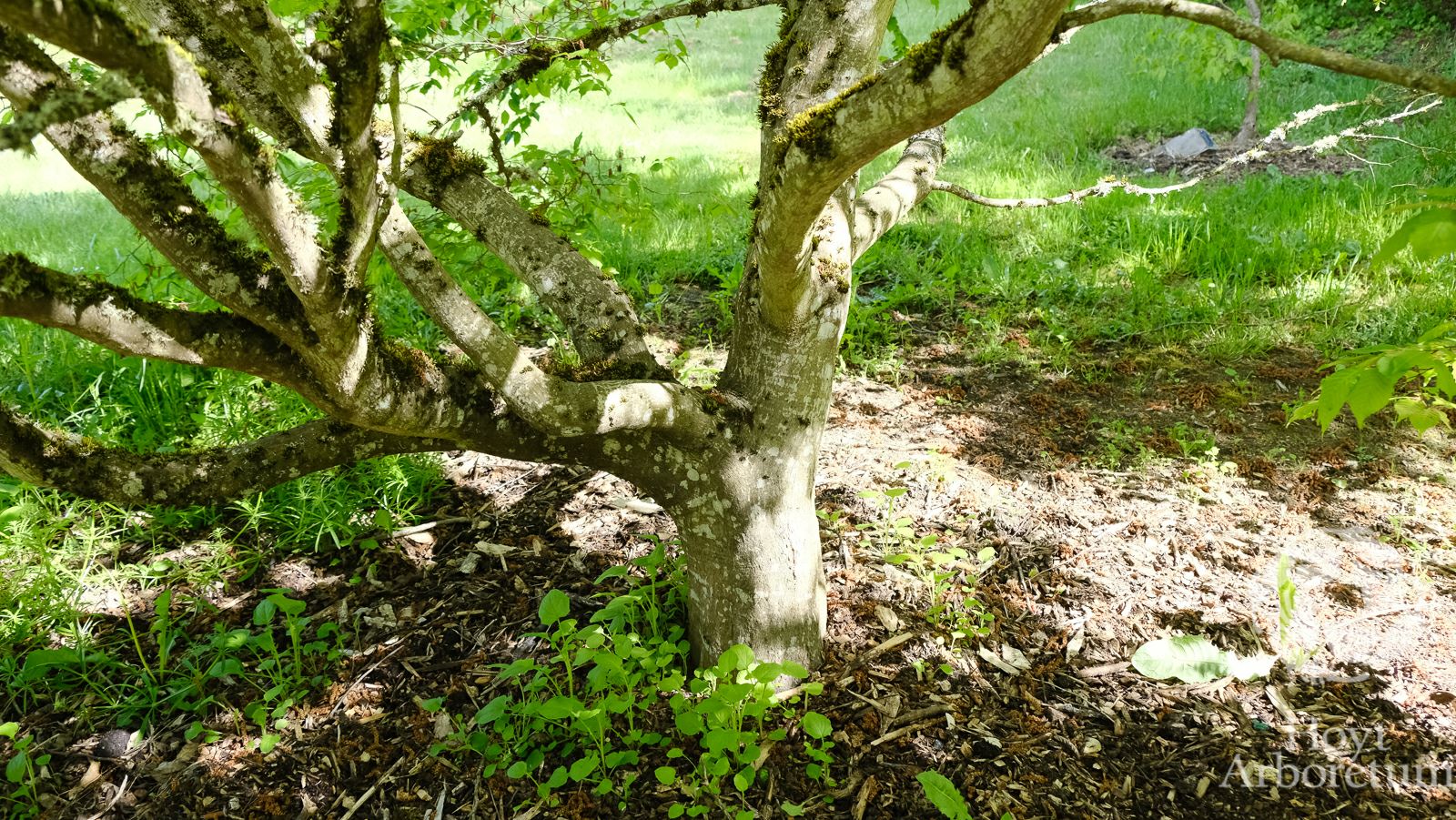 Carpinus laxiflora - looseflower hornbeam