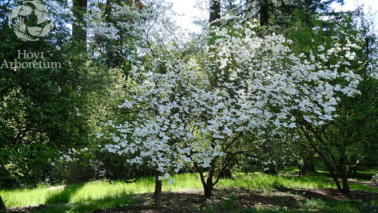 Cornus florida - eastern flowering dogwood, flowering dogwood