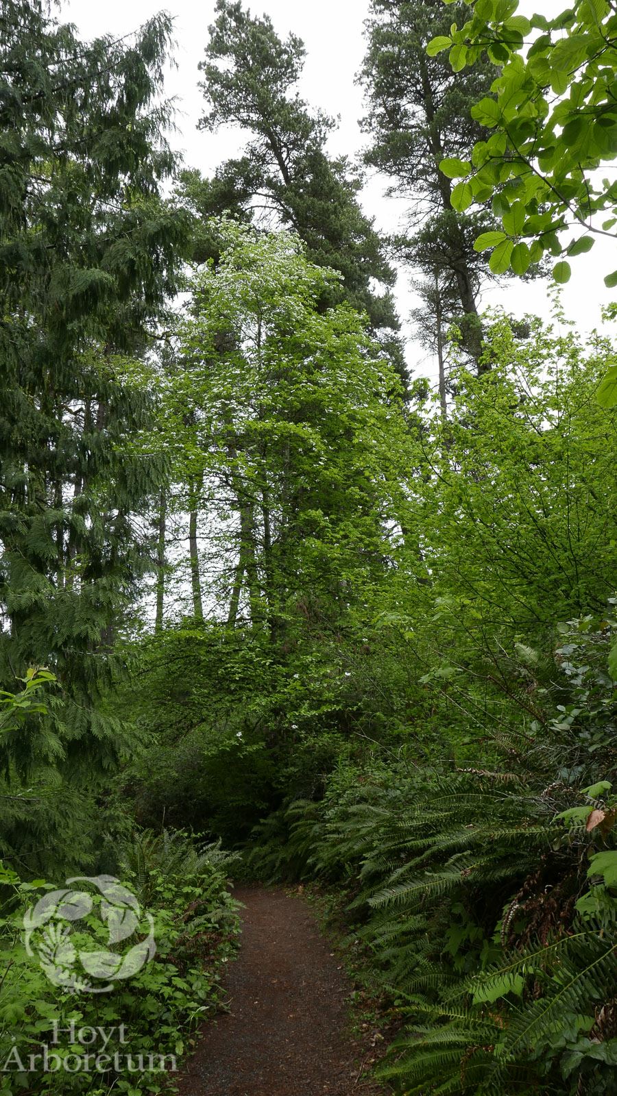 Cornus nuttallii - Pacific dogwood