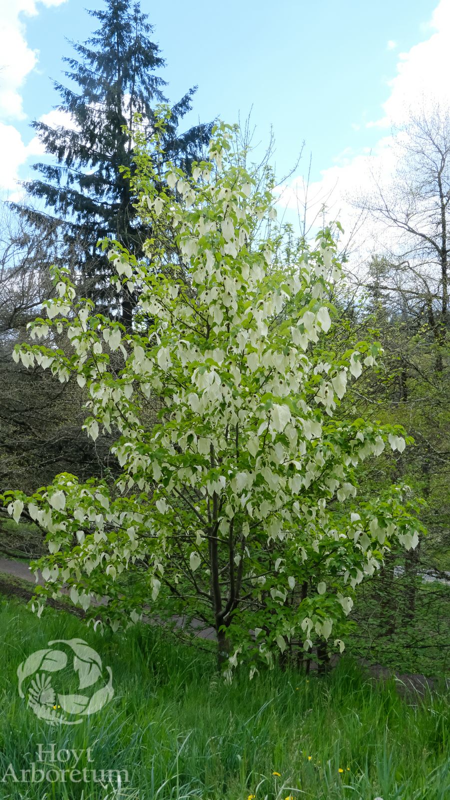 Davidia involucrata 'Sonoma' - Dove Tree | Hoyt Arboretum, Portland