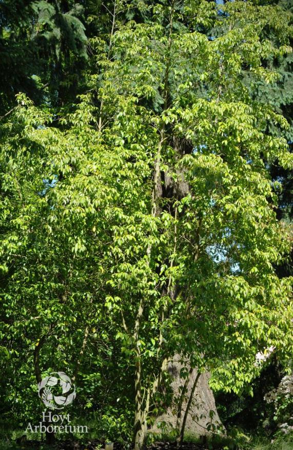 Cornus capitata subsp. angustata - Empress of China dogwood