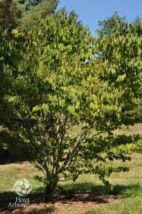 Acer carpinifolium - Hornbeam Maple