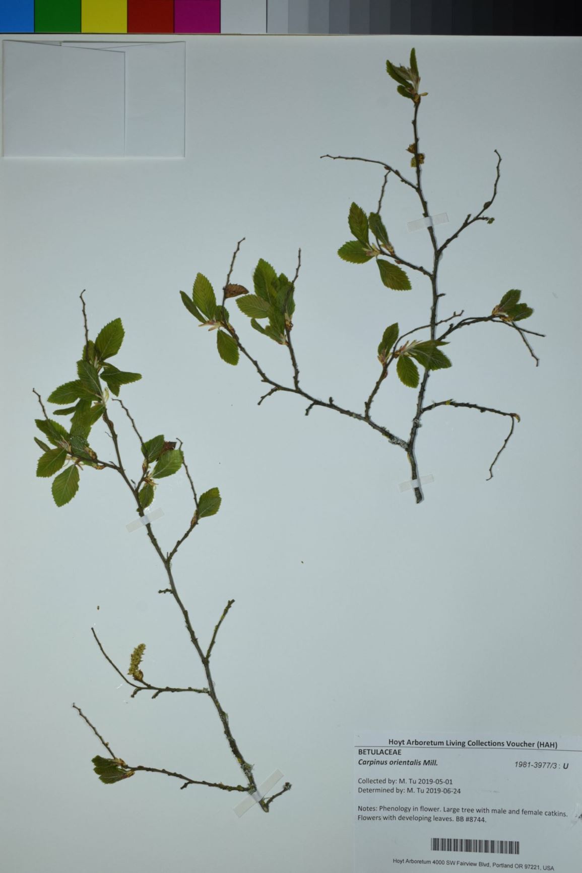 Carpinus orientalis - Oriental hornbeam