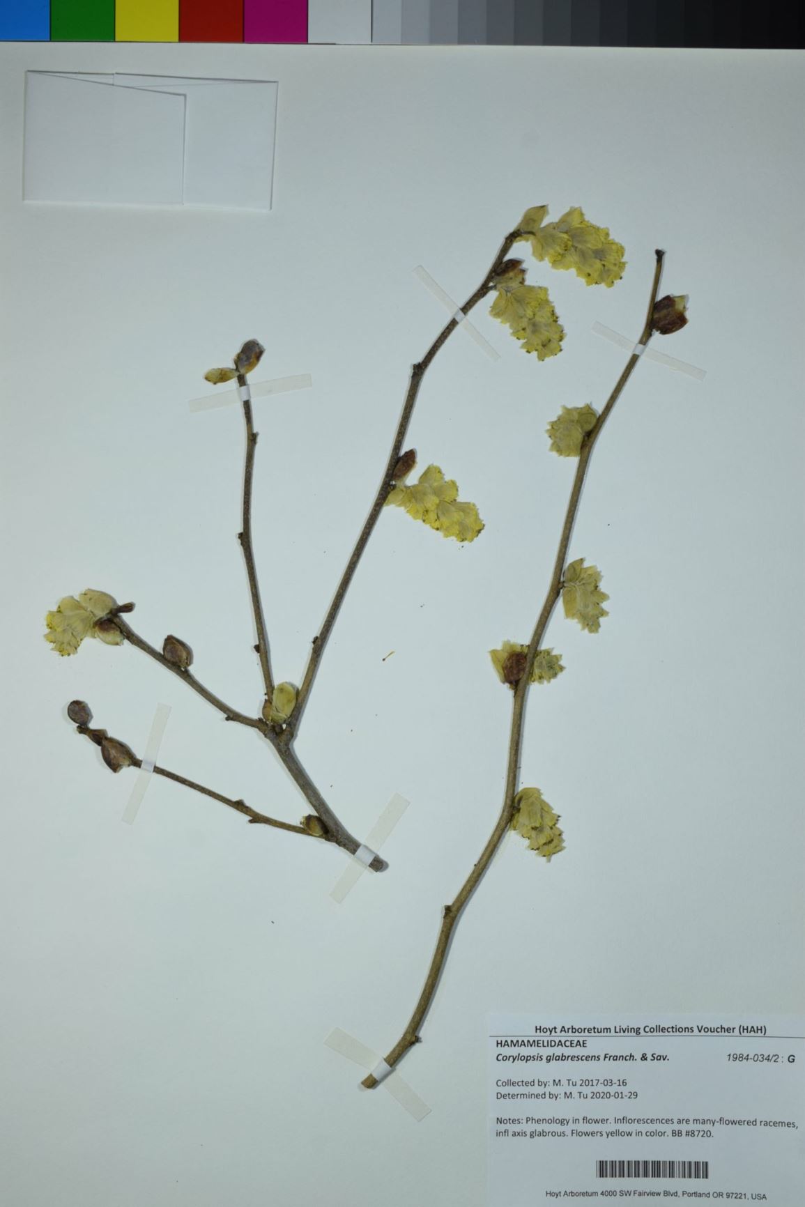 Corylopsis glabrescens