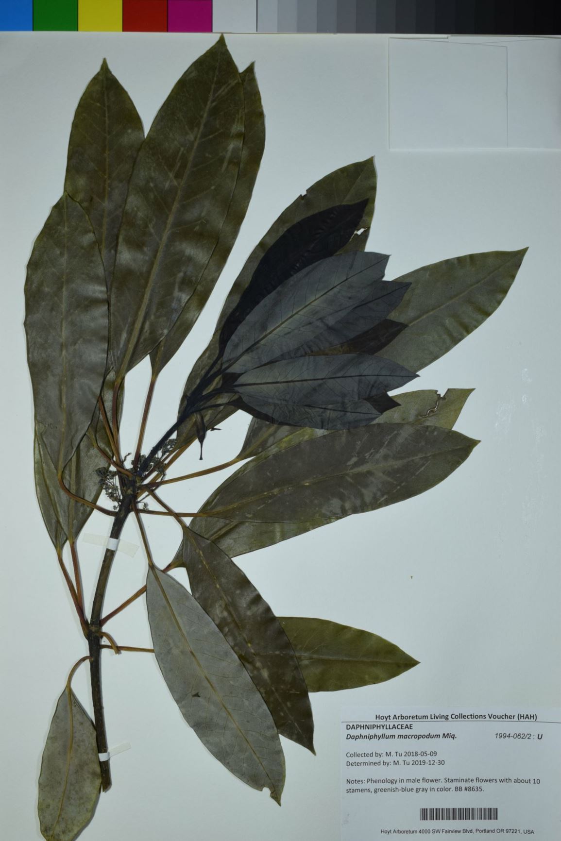 Daphniphyllum macropodum - false daphne, redneck rhododendron