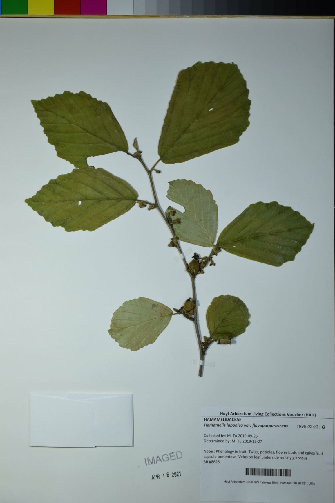 Hamamelis japonica var. flavopurpurascens