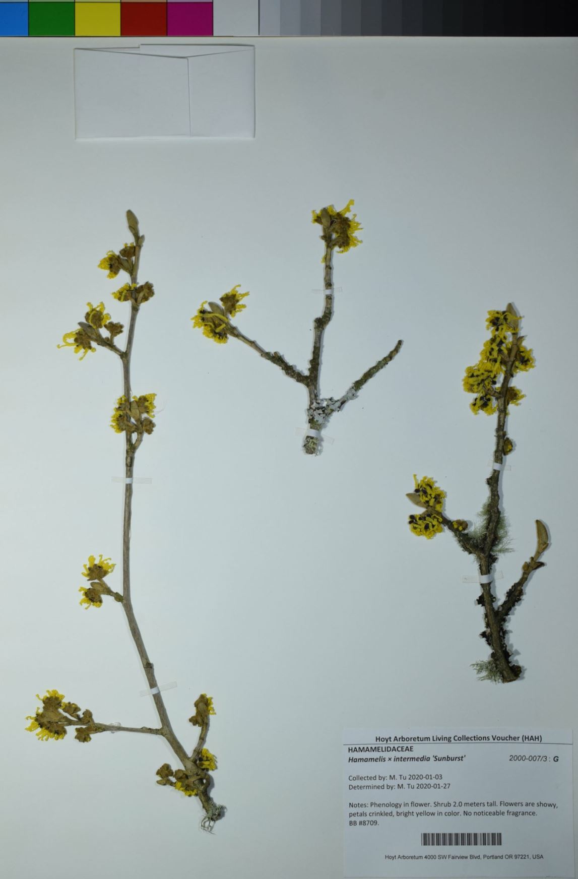 Hamamelis × intermedia 'Sunburst'