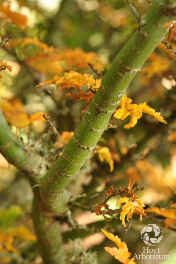 Acer palmatum 'Shishigashira' - Lion's Mane Maple