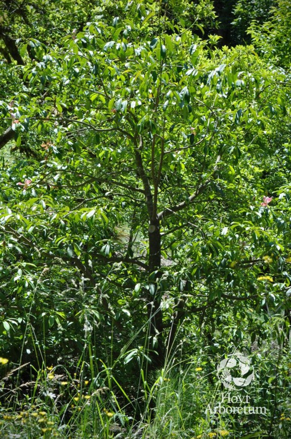 Magnolia insignis